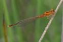 Ischnura pumilio (Scarce Blue-tailed Damselfly) female 5.JPG